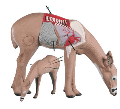 Rinehart Target 3D Anatomy Deer